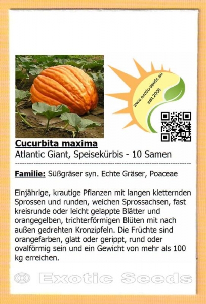 Cucurbita maxima, Speisekürbis 'Atlantic Giant' (Pumpkin), 10 Samen